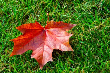 Sonbahar akçaağaç yaprağı, daha yüksek bir bitkinin düz bir yapısıdır. Direk sapına ya da gövdesine bağlı bir bıçağa benzer. Yapraklar fotosentez ve dönüşümün ana organlarıdır.