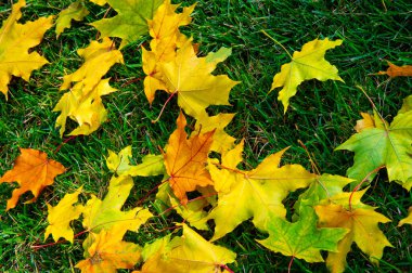 Sonbahar akçaağaç yaprağı, daha yüksek bir bitkinin düz bir yapısıdır. Direk sapına ya da gövdesine bağlı bir bıçağa benzer. Yapraklar fotosentez ve dönüşümün ana organlarıdır.
