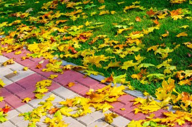 Sonbahar akçaağaç yaprağı, daha yüksek bir bitkinin düz bir yapısıdır. Direk sapına ya da gövdesine bağlı bir bıçağa benzer. Yapraklar fotosentez ve dönüşümün ana organlarıdır.