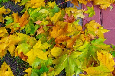 Sonbahar akçaağaç yaprağı, daha yüksek bir bitkinin düz bir yapısıdır. Direk sapına ya da gövdesine bağlı bir bıçağa benzer. Yapraklar fotosentez ve dönüşümün ana organlarıdır.