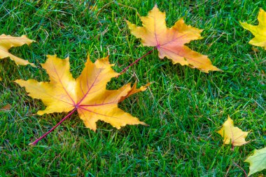 Sonbahar akçaağaç yaprağı, daha yüksek bir bitkinin düz bir yapısıdır. Direk sapına ya da gövdesine bağlı bir bıçağa benzer. Yapraklar fotosentez ve dönüşümün ana organlarıdır.