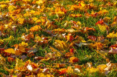 Sonbahar akçaağaç yaprağı, daha yüksek bir bitkinin düz bir yapısıdır. Direk sapına ya da gövdesine bağlı bir bıçağa benzer. Yapraklar fotosentez ve dönüşümün ana organlarıdır.