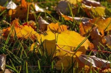 Sonbahar akçaağaç yaprağı, daha yüksek bir bitkinin düz bir yapısıdır. Direk sapına ya da gövdesine bağlı bir bıçağa benzer. Yapraklar fotosentez ve dönüşümün ana organlarıdır.