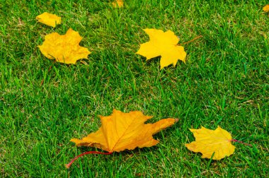 Sonbahar akçaağaç yaprağı, daha yüksek bir bitkinin düz bir yapısıdır. Direk sapına ya da gövdesine bağlı bir bıçağa benzer. Yapraklar fotosentez ve dönüşümün ana organlarıdır.