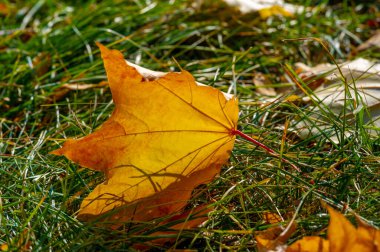 Sonbahar akçaağaç yaprağı, daha yüksek bir bitkinin düz bir yapısıdır. Direk sapına ya da gövdesine bağlı bir bıçağa benzer. Yapraklar fotosentez ve dönüşümün ana organlarıdır.