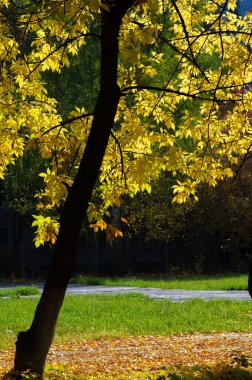 Sonbahar akçaağaç yaprağı, daha yüksek bir bitkinin düz bir yapısıdır. Direk sapına ya da gövdesine bağlı bir bıçağa benzer. Yapraklar fotosentez ve dönüşümün ana organlarıdır.