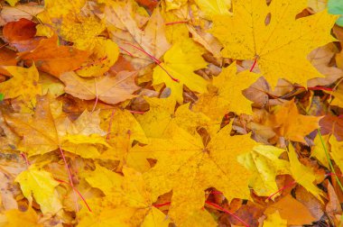 Sonbahar akçaağaç yaprağı, daha yüksek bir bitkinin düz bir yapısıdır. Direk sapına ya da gövdesine bağlı bir bıçağa benzer. Yapraklar fotosentez ve dönüşümün ana organlarıdır.