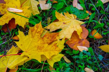 Sonbahar akçaağaç yaprağı, daha yüksek bir bitkinin düz bir yapısıdır. Direk sapına ya da gövdesine bağlı bir bıçağa benzer. Yapraklar fotosentez ve dönüşümün ana organlarıdır.