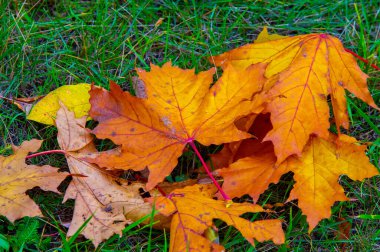 Sonbahar akçaağaç yaprağı, daha yüksek bir bitkinin düz bir yapısıdır. Direk sapına ya da gövdesine bağlı bir bıçağa benzer. Yapraklar fotosentez ve dönüşümün ana organlarıdır.