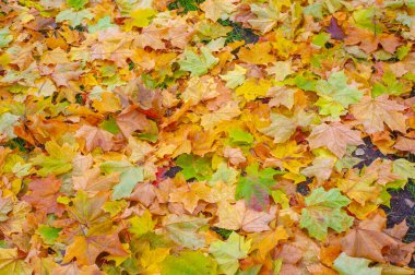 Sonbahar akçaağaç yaprağı, daha yüksek bir bitkinin düz bir yapısıdır. Direk sapına ya da gövdesine bağlı bir bıçağa benzer. Yapraklar fotosentez ve dönüşümün ana organlarıdır.