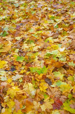 Sonbahar akçaağaç yaprağı, daha yüksek bir bitkinin düz bir yapısıdır. Direk sapına ya da gövdesine bağlı bir bıçağa benzer. Yapraklar fotosentez ve dönüşümün ana organlarıdır.