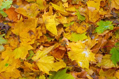 Sonbahar akçaağaç yaprağı, daha yüksek bir bitkinin düz bir yapısıdır. Direk sapına ya da gövdesine bağlı bir bıçağa benzer. Yapraklar fotosentez ve dönüşümün ana organlarıdır.