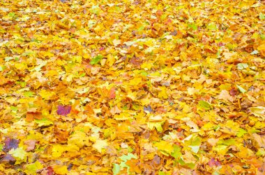Sonbahar akçaağaç yaprağı, daha yüksek bir bitkinin düz bir yapısıdır. Direk sapına ya da gövdesine bağlı bir bıçağa benzer. Yapraklar fotosentez ve dönüşümün ana organlarıdır.
