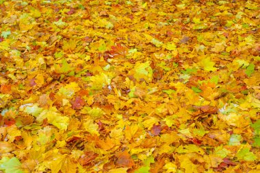 Sonbahar akçaağaç yaprağı, daha yüksek bir bitkinin düz bir yapısıdır. Direk sapına ya da gövdesine bağlı bir bıçağa benzer. Yapraklar fotosentez ve dönüşümün ana organlarıdır.