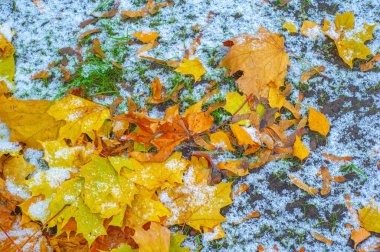 Sonbahar akçaağaç yaprağı, daha yüksek bir bitkinin düz bir yapısıdır. Direk sapına ya da gövdesine bağlı bir bıçağa benzer. Yapraklar fotosentez ve dönüşümün ana organlarıdır.