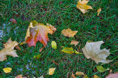 Sonbahar akçaağaç yaprağı, daha yüksek bir bitkinin düz bir yapısıdır. Direk sapına ya da gövdesine bağlı bir bıçağa benzer. Yapraklar fotosentez ve dönüşümün ana organlarıdır.