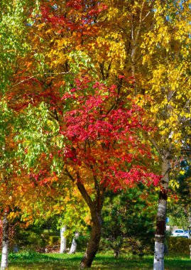 Sonbahar manzara fotoğrafçılığı, sonbaharın renkleriyle aydınlatılmış tamamen güzel dağ külleri. En çok böğürtlen ve portakal kırmızısı şeklinde meyveleri olan bir ağaç.