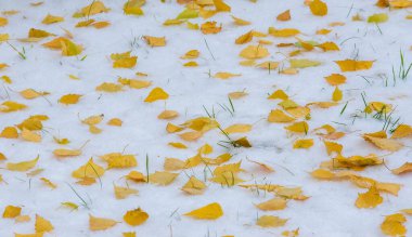 Sezonun ilk karı, kışın şekerle toz almak için sonbaharda geldi. Güneşin değdiği yerde eridi, kar gölgede kaldı, kışı aydınlattı..
