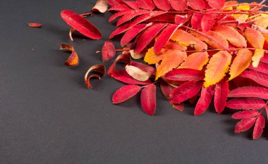 doku, arkaplan, desen, sonbahar yaprakları, parlak doymuş renkler, ağaçlar sonbaharda inanılmaz güzeller, doğa sıcak yaz günlerine veda ediyor.