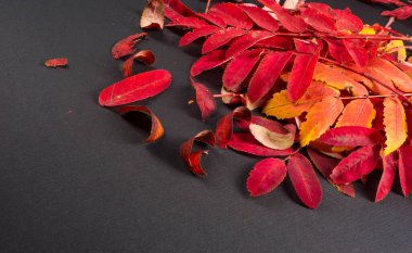 doku, arkaplan, desen, sonbahar yaprakları, parlak doymuş renkler, ağaçlar sonbaharda inanılmaz güzeller, doğa sıcak yaz günlerine veda ediyor.