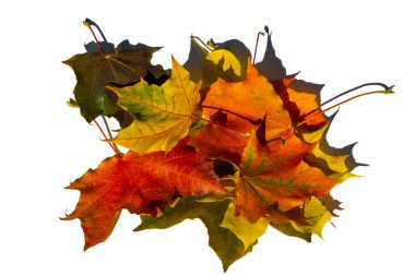 Beyaz arka planda kırmızı ve sarı akçaağaç yaprakları. Yapraklar yeşilden sarıya, parlak turuncu ya da kırmızı renge dönüştüğünde ağaçların uzun kış uykularına başladığını öğreneceksiniz..