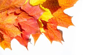 Beyaz arka planda kırmızı ve sarı akçaağaç yaprakları. Yapraklar yeşilden sarıya, parlak turuncu ya da kırmızı renge dönüştüğünde ağaçların uzun kış uykularına başladığını öğreneceksiniz..