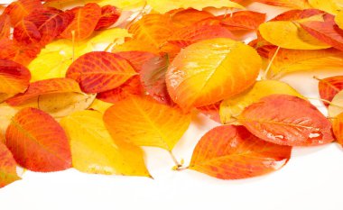 doku, arkaplan, desen, sonbahar yaprakları, parlak doymuş renkler, ağaçlar sonbaharda inanılmaz güzeller, doğa sıcak yaz günlerine veda ediyor.