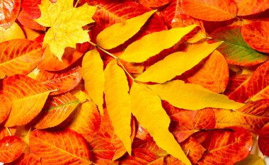 doku, arkaplan, desen, sonbahar yaprakları, parlak doymuş renkler, ağaçlar sonbaharda inanılmaz güzeller, doğa sıcak yaz günlerine veda ediyor.