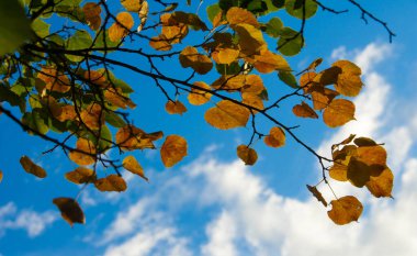 doku, arkaplan, desen, sonbahar yaprakları, parlak doymuş renkler, ağaçlar sonbaharda inanılmaz güzeller, doğa sıcak yaz günlerine veda ediyor.