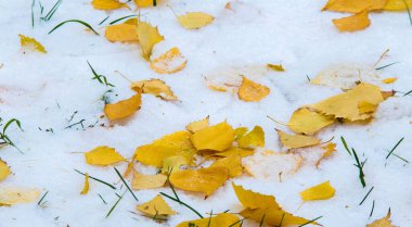 İlk kar, sonbaharın sonlarında, sonbahar yaprakları karda. Kar, kar, kar, kar, acele.