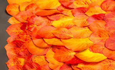 doku, arkaplan, desen, sonbahar yaprakları, parlak doymuş renkler, ağaçlar sonbaharda inanılmaz güzeller, doğa sıcak yaz günlerine veda ediyor.