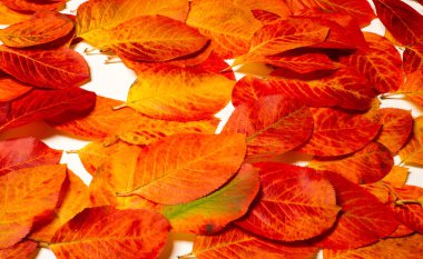 doku, arkaplan, desen, sonbahar yaprakları, parlak doymuş renkler, ağaçlar sonbaharda inanılmaz güzeller, doğa sıcak yaz günlerine veda ediyor.