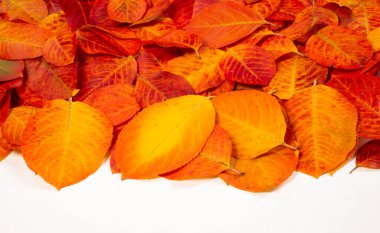 doku, arkaplan, desen, sonbahar yaprakları, parlak doymuş renkler, ağaçlar sonbaharda inanılmaz güzeller, doğa sıcak yaz günlerine veda ediyor.