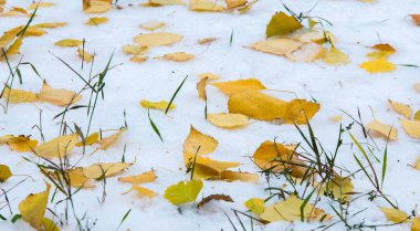 İlk kar, sonbaharın sonlarında, sonbahar yaprakları karda. Kar, kar, kar, kar, acele.