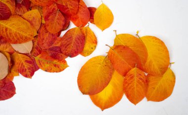 doku, arkaplan, desen, sonbahar yaprakları, parlak doymuş renkler, ağaçlar sonbaharda inanılmaz güzeller, doğa sıcak yaz günlerine veda ediyor.