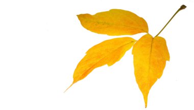 Beyaz arka planda kırmızı ve sarı akçaağaç yaprakları. Yapraklar yeşilden sarıya, parlak turuncu ya da kırmızı renge dönüştüğünde ağaçların uzun kış uykularına başladığını öğreneceksiniz..