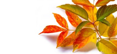 Beyaz arka planda kırmızı ve sarı akçaağaç yaprakları. Yapraklar yeşilden sarıya, parlak turuncu ya da kırmızı renge dönüştüğünde ağaçların uzun kış uykularına başladığını öğreneceksiniz..