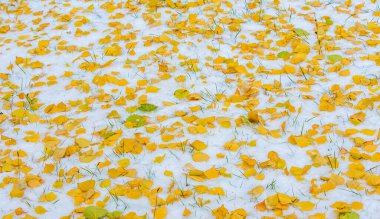 Sezonun ilk karı, kışın şekerle toz almak için sonbaharda geldi. Güneşin değdiği yerde eridi, kar gölgede kaldı, kışı aydınlattı..