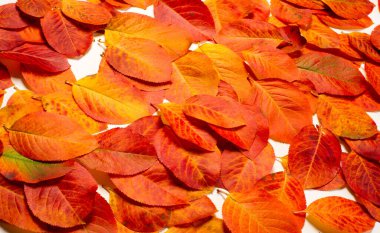 doku, arkaplan, desen, sonbahar yaprakları, parlak doymuş renkler, ağaçlar sonbaharda inanılmaz güzeller, doğa sıcak yaz günlerine veda ediyor.