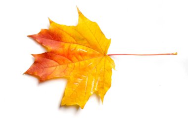 Sonbahar resmi, sonbahar akçaağaç yaprakları, beyaz arka planda yaprak, farklı renkler. Sarı, kırmızı, bordo, yeşil, turuncu, geniş yapraklı ağaç..