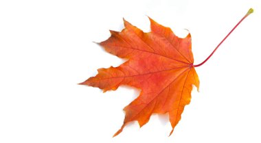 Doku arka planı, desen. Sonbahar renkli akçaağaç yaprakları. Akçaağaç, kuvvetin ve dayanıklılığın yaygın bir sembolüdür ve Kanada 'nın ulusal ağacı olarak seçildi..