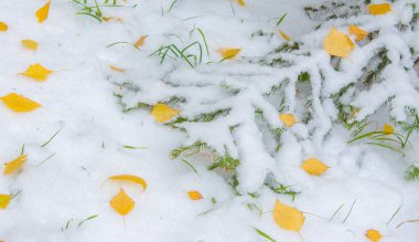 Sezonun ilk karı, kışın şekerle toz almak için sonbaharda geldi. Güneşin değdiği yerde eridi, kar gölgede kaldı, kışı aydınlattı..