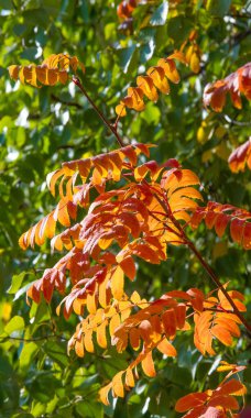 Sonbahar manzara fotoğrafçılığı, sonbaharın renkleriyle aydınlatılmış tamamen güzel dağ külleri. En çok böğürtlen ve portakal kırmızısı şeklinde meyveleri olan bir ağaç.