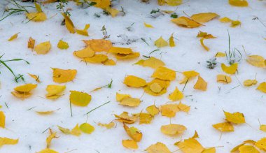 Sezonun ilk karı, kışın şekerle toz almak için sonbaharda geldi. Güneşin değdiği yerde eridi, kar gölgede kaldı, kışı aydınlattı..