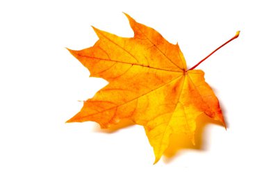 Doku arka planı, desen. Sonbahar renkli akçaağaç yaprakları. Akçaağaç, kuvvetin ve dayanıklılığın yaygın bir sembolüdür ve Kanada 'nın ulusal ağacı olarak seçildi..