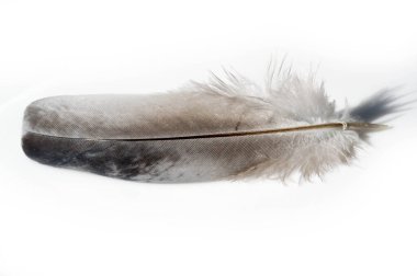 Kuş tüyü kalem, tüy, uç, kuş tüyü, bıçak, stil