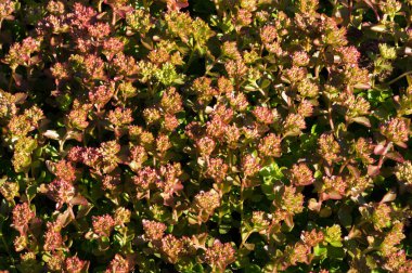Sedum telephium, sıklıkla Hylotelephium, orpine, livelong, kurbağa midesi, arping Johnny, sonsuz yaşam, yaz ortası adamları, Yetim John, cadının para çantası