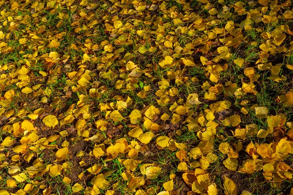 자작나무의 모양의 낙엽성 — 스톡 사진