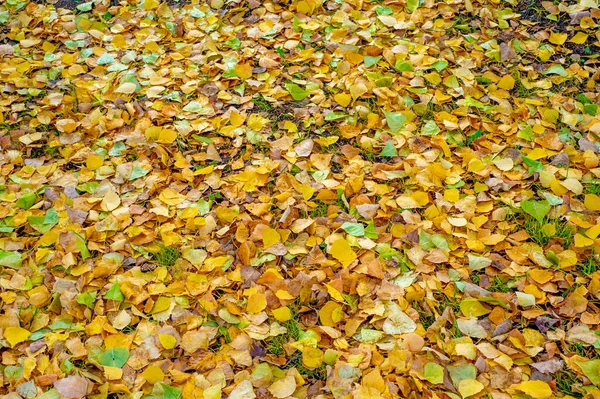 Bunte Herbstblätter Von Birke Laubbaum Mit Weißer Rinde Und Herzförmigen — Stockfoto