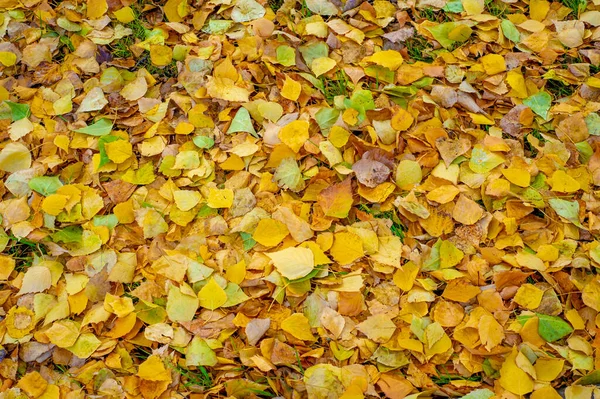 Coloridas Hojas Otoñales Abedul Árbol Caducifolio Con Corteza Blanca Con — Foto de Stock